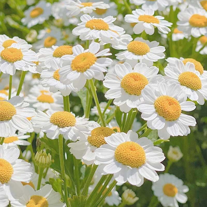 Chamomile