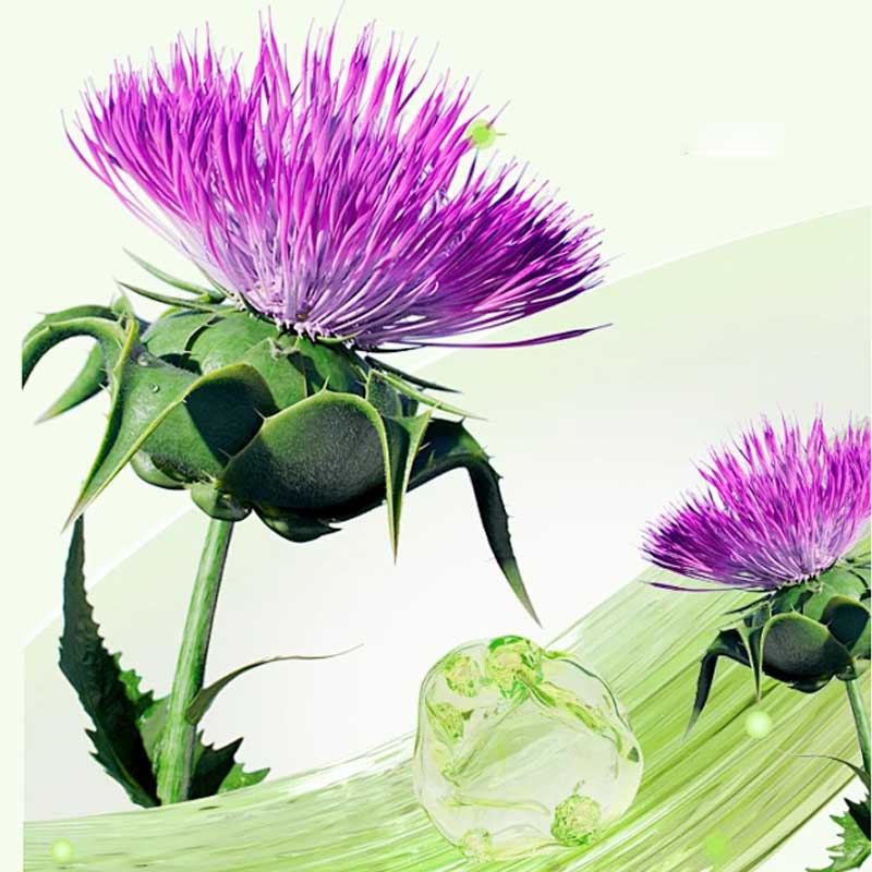 Milk Thistle